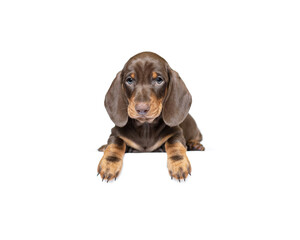 Cute dachshund puppy dog isolated on white studio background banner © Stefanie Margareta 
