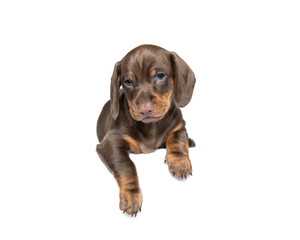 Obraz premium Cute dachshund puppy dog isolated on white studio background banner