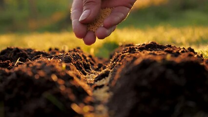 Closeup of woman gardner farmer hands gently scattering seeds into fertilizer soil. Concept of organic bio farming in agriculture and spring gardening. Sowing season. Manual sprinkling seeds in ground