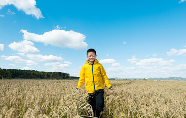 Naklejka na ściany i meble Young boy walking in the middle of paddy field