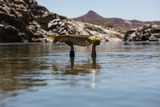 angler holding a fresh water fish in his hands in a river with a mountain in the background