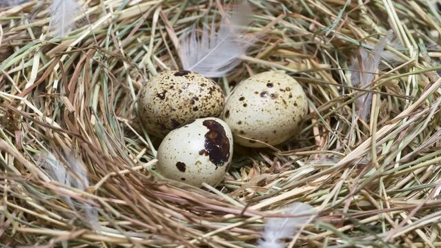 Nest with Eggs. A real nest made of grass in which small colorful quail eggs lie. The camera moves in orbit around