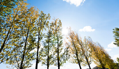 Fototapeta premium Looking up on clear blue sky with yellow poplar trees