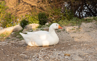 goose, duck, animal, white, lake, nature, wild, bird