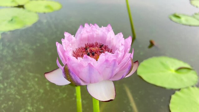 ฺBees flying around the pink lotus and eating the pollen of the lotus flower in the lotus pond.