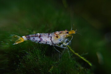 Tiger Shrimp (Caridina cf. cantonensis) are striking freshwater dwarf shrimp known for their bold striped patterns and active behavior, popular in aquascaping and nano aquariums.