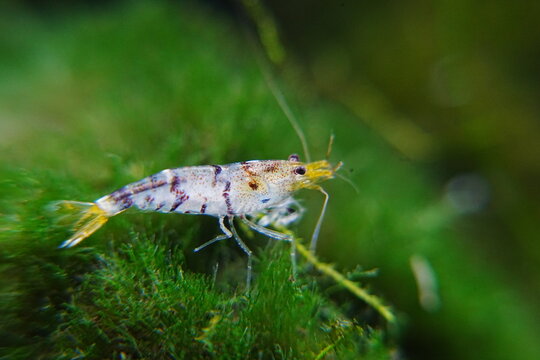 Tiger Shrimp Caridina cf. Cantonensis &ldquo;Tiger&rdquo;|虎纹虾