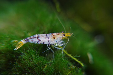 Tiger Shrimp Caridina cf. Cantonensis “Tiger”|虎纹虾