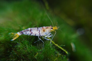 Tiger Shrimp (Caridina cantonensis sp. 