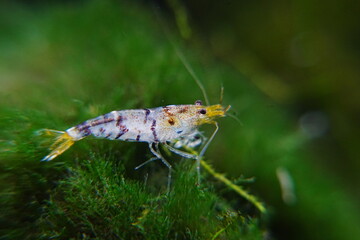 Tiger Shrimp (Caridina cf. cantonensis) are striking freshwater dwarf shrimp known for their bold striped patterns and active behavior, popular in aquascaping and nano aquariums.