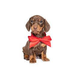 Christmas bow dachshund puppy dog sitting isolated on white studio background © Stefanie Margareta 