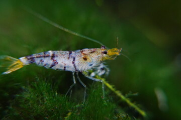 Tiger Shrimp Caridina cf. Cantonensis “Tiger”|虎纹虾