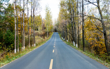 Scenic road through autumn trees