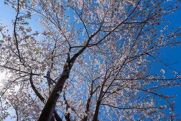 北海道　小樽　神社　海　手宮公園　寺　桜　桜並木　ソメイヨシノ