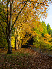 Beautiful autumn foliage in the park.