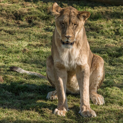 Lion africain dans le zoo de Beauval à Saint-Aignan, Loir-et-Cher, 