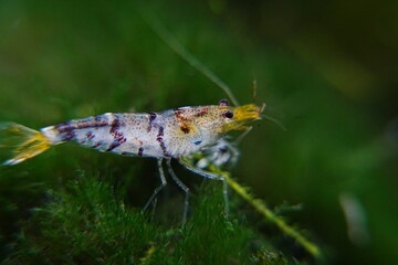 Tiger Shrimp Caridina cf. Cantonensis “Tiger”|虎纹虾