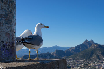 seagulls at the peak of a mountain on the mediterranean coast in spain blue sky sunny day

