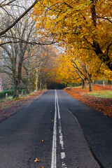Fototapeta premium Road covered by yellow autumn foliage.