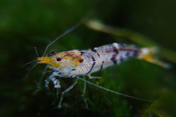 Tiger Shrimp Caridina cf. Cantonensis “Tiger”|虎纹虾