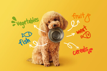 Toy poodle with empty bowl and food nutrients written on yellow background- Concept of dog food nutrition and diet - 604910350