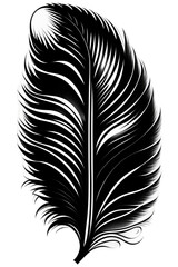 feather on transparent background