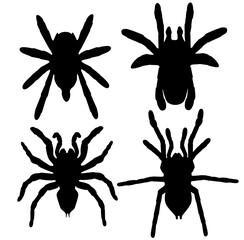 Set big spider silhouette isolated, logo, mascot, movie, nature, outline, phobia, power, predator, realistic, scary, sign, silhouette, spider, spooky, symbol, template, vector, warning