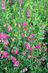Fototapeta premium Lathyrus tuberosus grows in the field among the grasses in summer