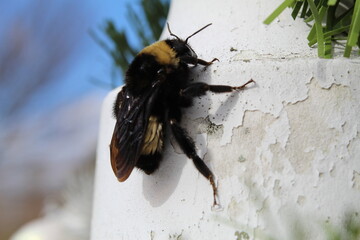 Bumble bee