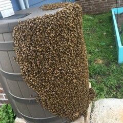 honey bee swarm on a rain barrel