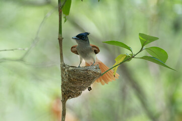Indian paradise fly catcher with nest 
