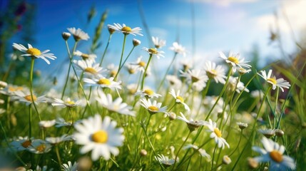 Field of daisies flowers in the grass. Generative AI