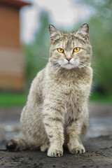 Gray striped cat walks on a leash on green grass outdoors..
