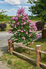 Fototapeta premium Spring blossom lilac bush and wooden village rustic fence. Garden design.