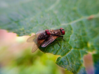 Flies Mating (Macro or Close-up Picture)