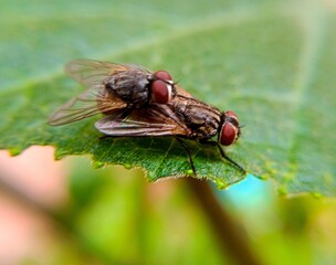 Flies Mating