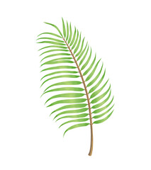 Fototapeta premium palm leaf illustration, 야자잎 일러스트 