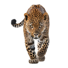 Naklejka premium Leopard isolated on white background