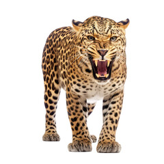 Leopard isolated on white background