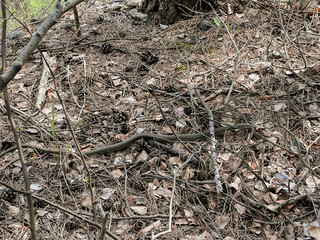 Grass snake crawling on dried leaves in early spring