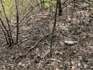 Grass snake crawling on dried leaves in early spring