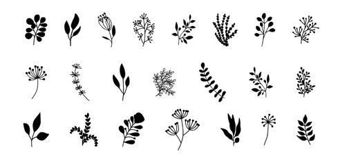 Bundle of detailed botanical drawings of blooming wild flowers. Black and white doodle blossom. Decorative floral elements set. Vector illustration