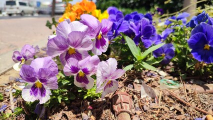 crocuses in spring