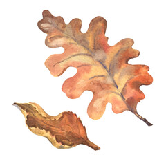 Fototapeta premium A beautiful autumn watercolor set of dry leaves. Oak leaf on white background