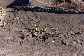 Round fences made of small stones on dark sand. Valley in the Canary Islands.
