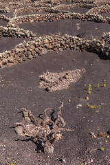 Valley in the Canary Islands. Round fences made of small stones on dark sand.