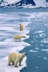 Obraz na płótnie Canvas Polar bears on the ice edge in a fjord at Svalbard
