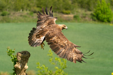 ÁGUILA REAL EN VUELO