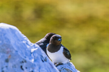 Little auks on a rock in Svalbard