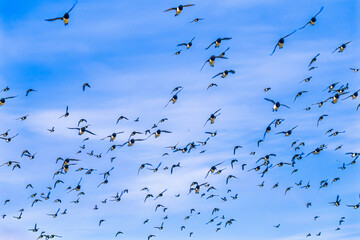 Flock of little auk flying in a blue sky